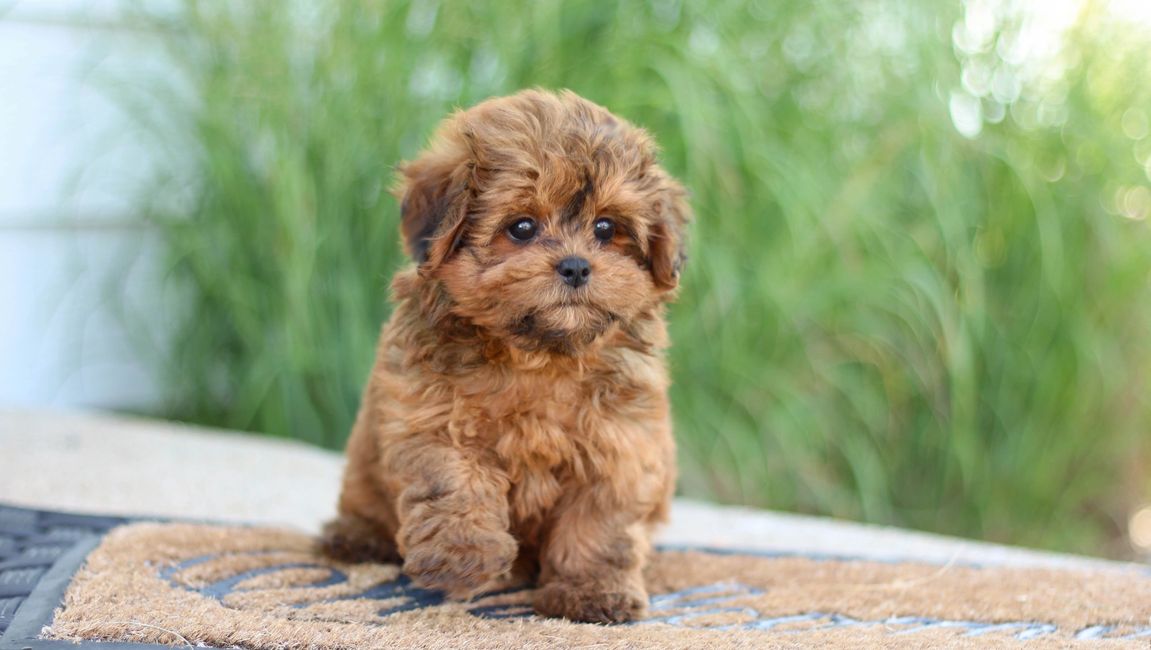 shichon poodle mix